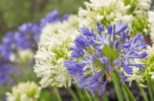 concrete-planters-agapanthus-min