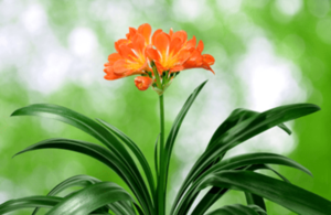 concrete-planters-clivia-min