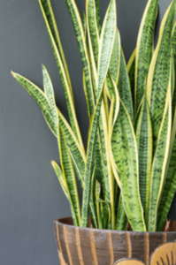 concrete-planters-mother-in-laws-tongue-min