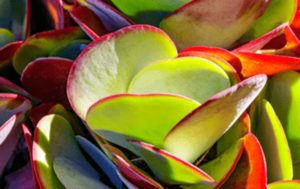 concrete-planters-paddle-plant-min