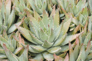 concrete-planters-short-leaved-aloe-min