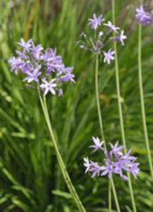 concrete-planters-society-garlic-min