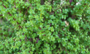 concrete-planters-spekboom-min