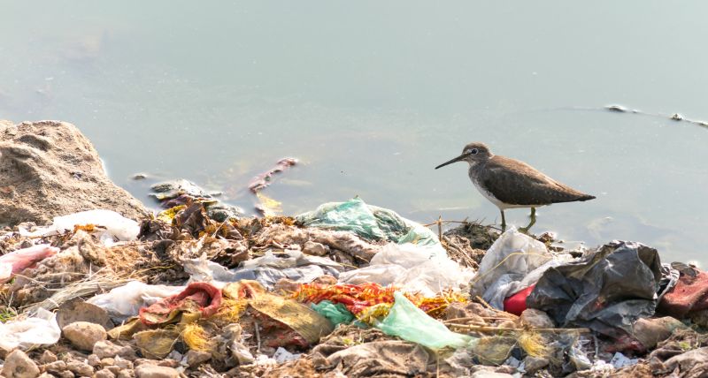 steel-bin-long-billed-dowitcher-struggling-to-survive-due-to-pollution-93313688-min