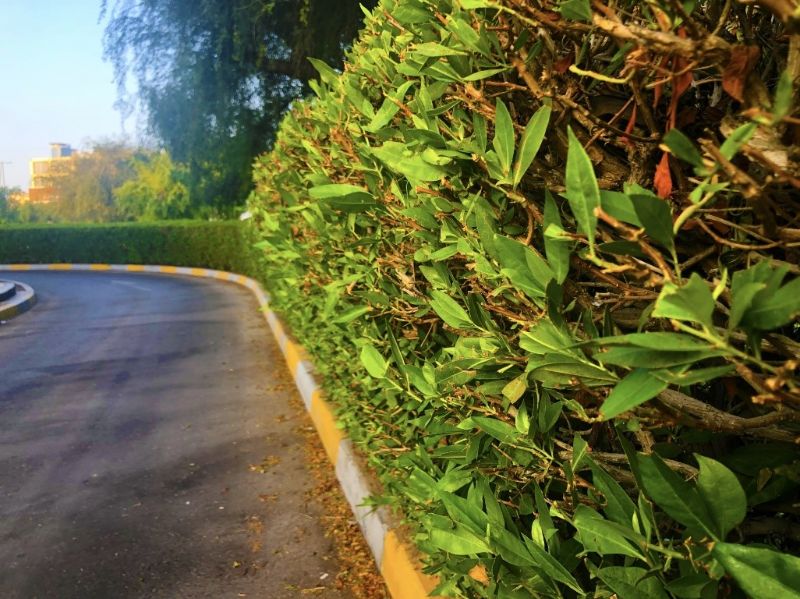 concrete-bollards-hedge-on-verge-min