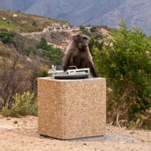Baboon Concrete Bin